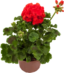 Pelargon Zonale