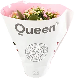 Kalanchoe dubbelblommande 10,5cm kruka Höjd 26cm rosa