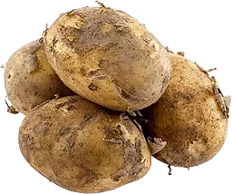 Färskpotatis