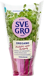 Oregano i kruka Ekologisk 1-p KRAV Svegro