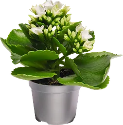 Kalanchoe dubbelblommande mini 6cm kruka Höjd 12cm vit