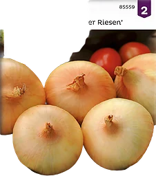 Lök, Gul, Stuttgarter Riesen