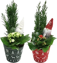 Arrangemang Jul Röda Korset traditionell (5 kr till RK) vit eller röd kruka ICA