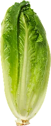 Romansallad Eko