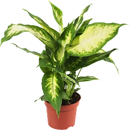 Gröna Växter 12 Cm