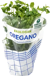 Oregano Ekologisk 1-p Kabbarps Trädgård
