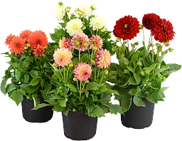 Dahlia 19 cm