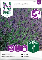 Lavendel 1-p  Nelson Garden