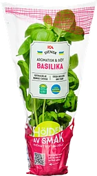 Basilika i kruka ca 30g Klass 1 ICA