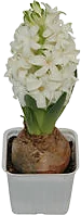 Hyacint Hyacinthus