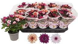 Krysantemum special 12cm kruka Höjd 26cm varierande färger