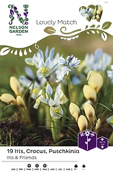 Höstlök Iris/Crocus/Puschkinia