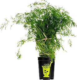 Dill i kruka 1-p KRAV Orto Novo Klass 1 ICA
