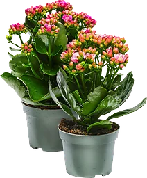 Kalanchoe RB 10,5cm mix