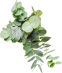 Eukalyptus 3-p 50cm