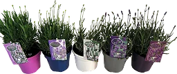 Lavendel
