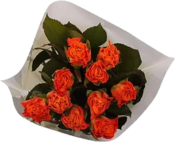 Rosor 10-p 40cm Fairtrade orange ICA