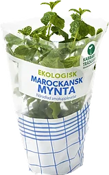 Marockansk Mynta Ekologisk 1-p Kabbarps Trädgård