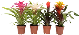 Bromelia 12cm kruka Höjd 45cm varierande färger