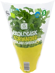 Koriander i Kruka Ekologisk