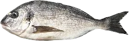 Guldsparid Sparus Auratus