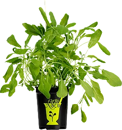 Salvia i kruka 1-p KRAV Orto Novo