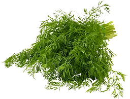 Dill Klass ca Klass 1 ICA