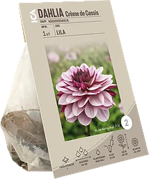 Dahlia Creme de Cassis lila/rosa ICA Garden