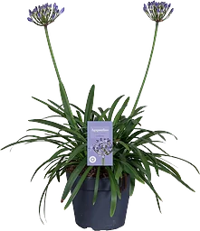Agapanthus 17 cm