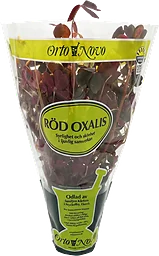 Oxalis Röd 1st Orto Novo