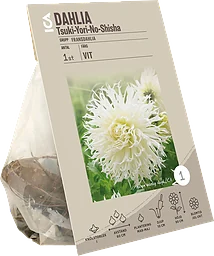Dahlia crispa Tsuki Yori No Shisha ICA Garden