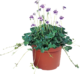 Viol hederacea 9cm kruka Höjd 18cm lila