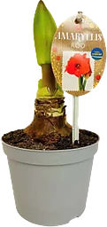 Amaryllis röd 12cm ICA