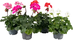 Pelargon Zonale