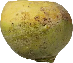 Kålrot
