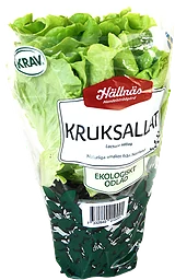 Sallat Grön Eko Kruka