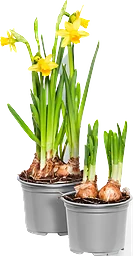 Påsklilja småblommig 10,5cm kruka 20 cm hög