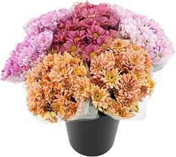 Kvistkrysantemum 3-p 50cm blandade färger i buketten