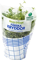 Timjan Ekologisk 1-p Kabbarps Trädgård