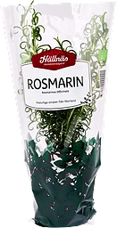 Rosmarin Kruka KRAV Hällnäs Handelsträdgård