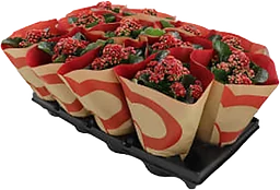 Kalanchoe 10,5 cm glitter