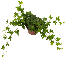 Murgröna