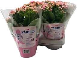 Kalanchoe dubbelblommande 10,5cm kruka höjd 26cm Rosa Bandet rosa ICA