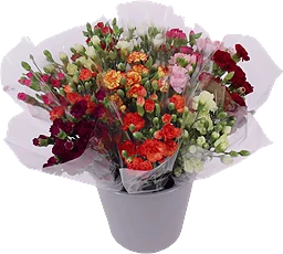Kvistnejlikor 9 pack 50 cm mix