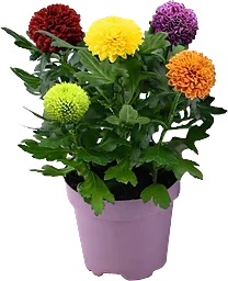 Krysantemum Flowerpops 14cm