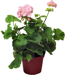 Pelargon Mårbacka 1st 12cm kruka Rosa