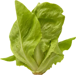 Huvudsallat 150g Svegro