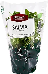 Salvia Kruka KRAV Hällnäs Handelsträdgård