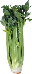 Stjälkselleri