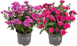Aster dubbelblommande 11cm kruka Höjd 28cm varierande färger